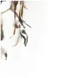 lapacz snow orzel 3d gadgetmaster