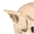 maska czaszka psa lateksowa widmann