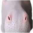 maska hipopotam lateksowa gadgetmaster