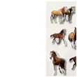 naklejki konie kreskowkowe foliowe brazowe titanum ok 3 5 cm 18 szt