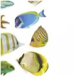 naklejki ryby kolorowe mix titanum 18 szt