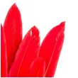 piorka dekoracyjne lotki krotkie czerwone czakos 18 szt