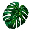 podkladka papierowa pod talerz hello aloha monstera zielona 20 cm 6 szt