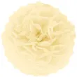 pompon bibulowy classic kremowy partypal 15 cm