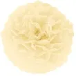 pompon bibulowy classic kremowy partypal 25 cm
