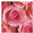 serwetki duzo rozowych roz maki 33 cm 20 szt