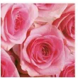 serwetki duzo rozowych roz maki 33 cm 20 szt