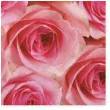 serwetki duzo rozowych roz maki 33 cm 20 szt
