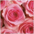 serwetki duzo rozowych roz maki 33 cm 20 szt
