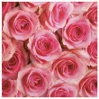 serwetki duzo rozowych roz maki 33 cm 20 szt