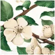 serwetki kwiat jabloni paw 33 cm 20 szt