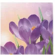 serwetki wielkanoc fioletowe krokusy maki 33 cm 20 szt