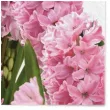 serwetki wielkanoc rozowe hiacynty maki 33 cm 20 szt
