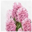 serwetki wielkanoc rozowe hiacynty maki 33 cm 20 szt
