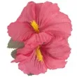 spinka do wlosow kwiaty hibiskus rozowy widmann