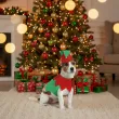 xx christmas elf dog size s
